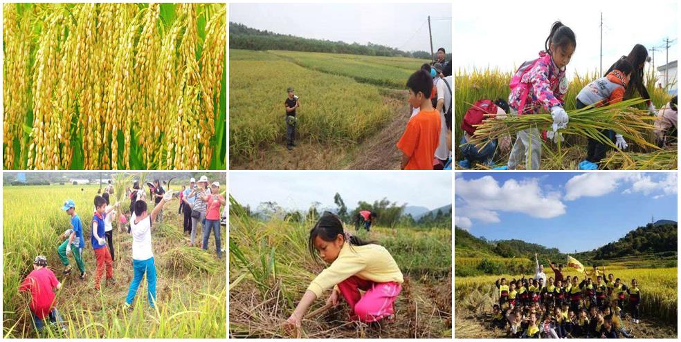 秋季農耕研學(xué)