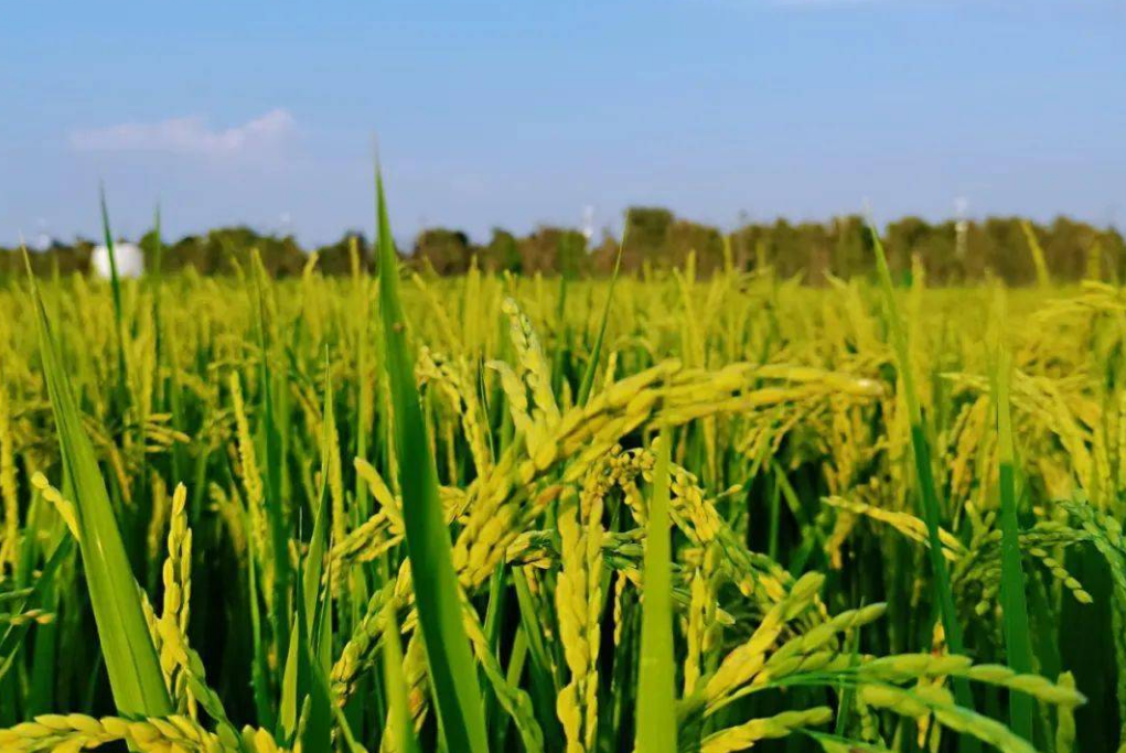 從“一號文件”看農業(yè)發(fā)展