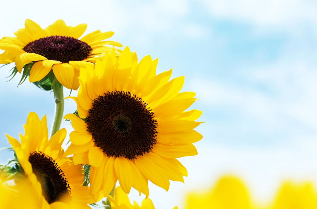 陽(yáng)光心態(tài)與職業(yè)素養